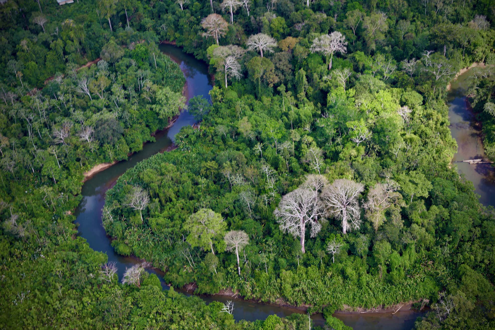 Vista aérea de la selva de Darién en Panamá. 